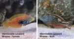 Leopard Wrasse - Female - Image 2