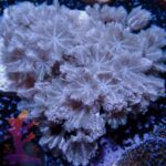 Pulsing Xenia