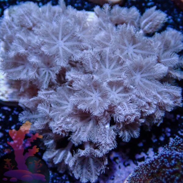 Pulsing Xenia - Image 1