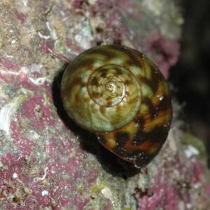Pacific Turbo Snail