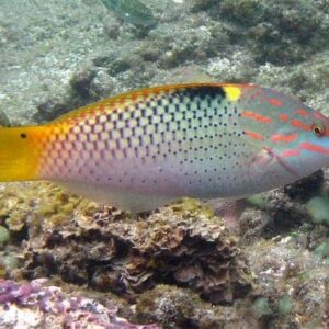 Checkerboard Wrasse