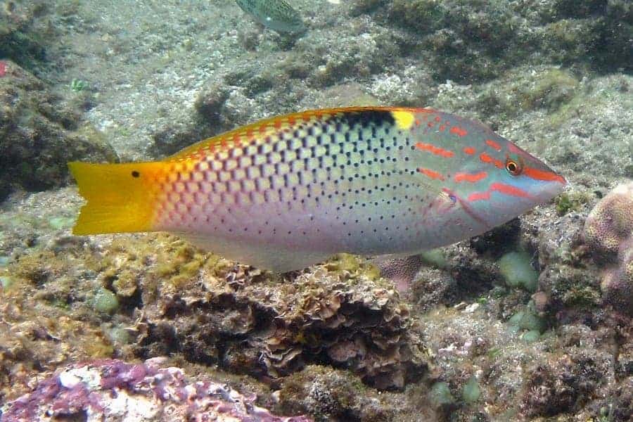 4160.jpg Checkerboard Wrasse - Image 1