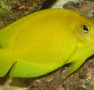 Yellow Angelfish
