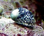 Nerite Snail