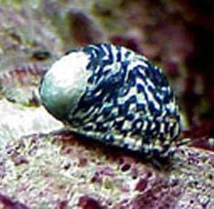 Nerite Snail