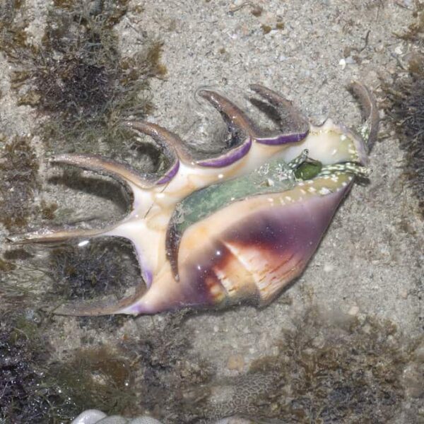 Spider Conch - Image 1