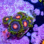 Blow Pop Zoanthids - Image 6