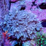 Pulsing Xenia - Image 8