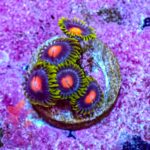 Blow Pop Zoanthids - Image 4