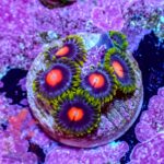 Blow Pop Zoanthids - Image 3