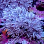 Pulsing Xenia - Image 7