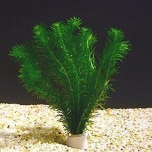 Anacharis