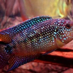 Jack Dempsey Cichlid