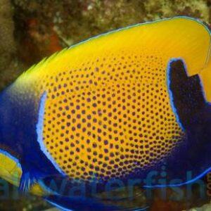 Majestic Angelfish