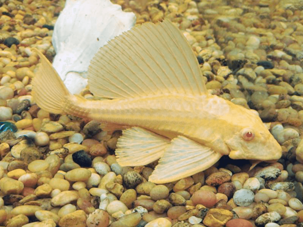 Marble Sailfin Pleco- Albino - Image 1