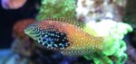 Leopard Wrasse - Female