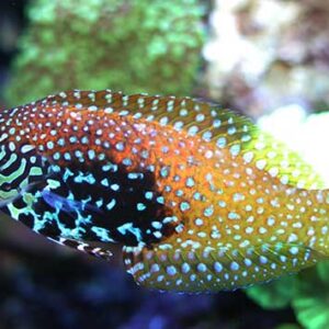 Leopard Wrasse - Female
