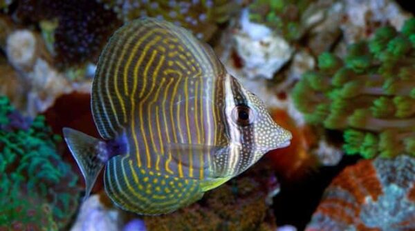 6350_1024x1024-3.jpeg Desjardinii Sailfin Tang - Image 1