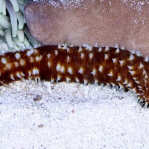 Tiger Tail Sea Cucumber