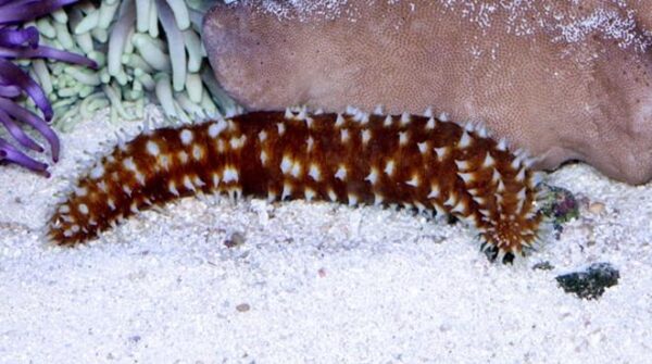 Tiger Tail Sea Cucumber - Image 1