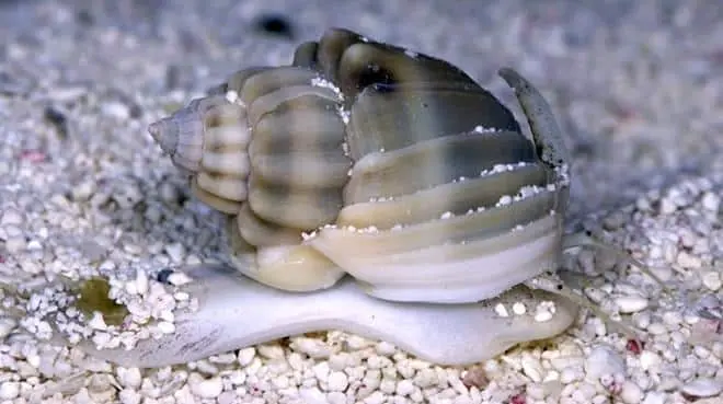 6502.jpeg Nassarius Snail - Image 1