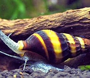 Assassin Snail