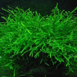 Java Moss Bunch