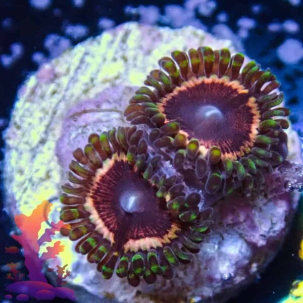 77067466_2533593050240714_656191747797286912_o.jpg Vamps Zoanthids - Image 1