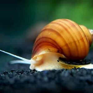 Mystery Snail: Albino