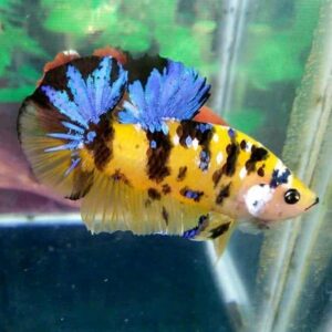 Betta: Male Plakat Yellow Koi Galaxy