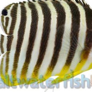 Multi-Barred Angelfish - Marshall Islands