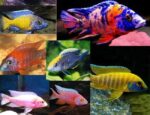 Mixed Peacock Cichlid (Juvenile)