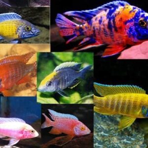 Mixed Peacock Cichlid (Juvenile)