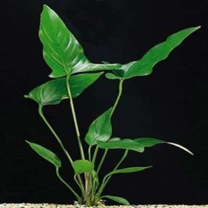 Anubias Hastifolia
