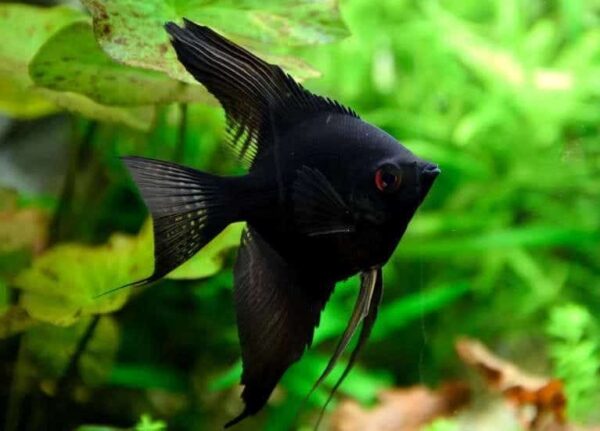 Black Angelfish - Image 1