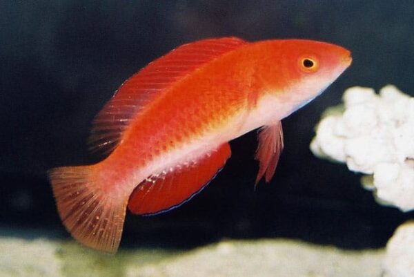 Redfin Fairy Wrasse - Image 1