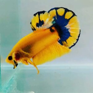 Betta: Male Hellboy Yellow