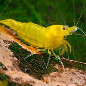 Yellow Fire Shrimp
