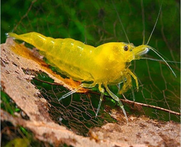 Yellow Fire Shrimp - Image 1
