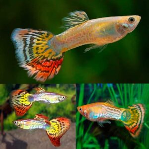 Cobra Pineapple Male Guppies