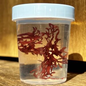Red Pom Pom Portion - Macro Algae