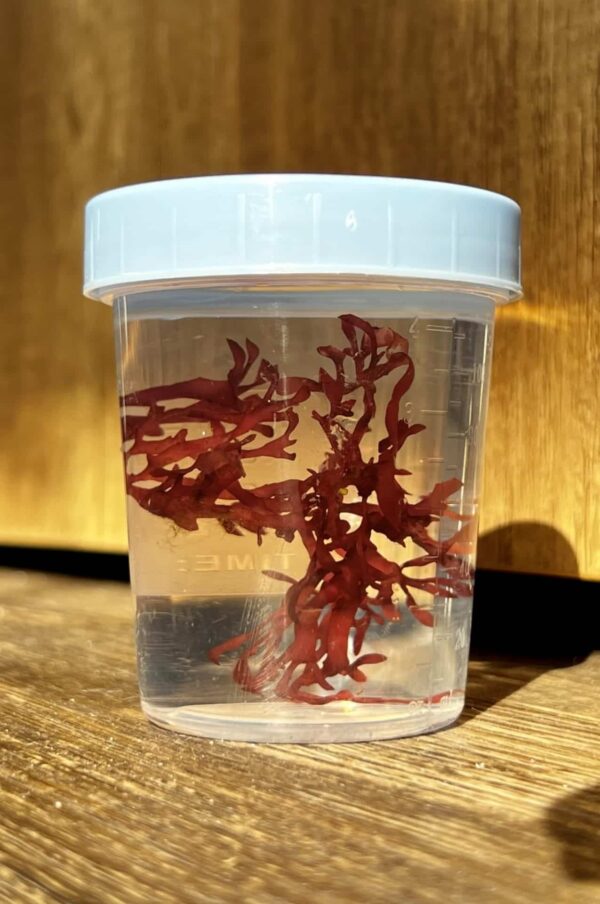 Red Pom Pom Portion - Macro Algae - Image 1