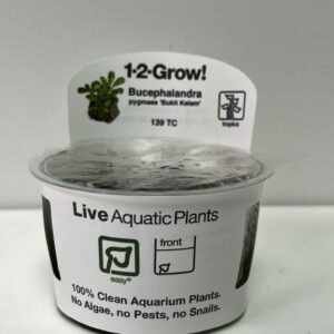 Tissue Culture: Bucephalandra pygmaea ' Bukit Kelam'