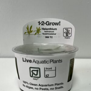 Tissue Culture: Helanthium bolivianum 'Quadricostatus'