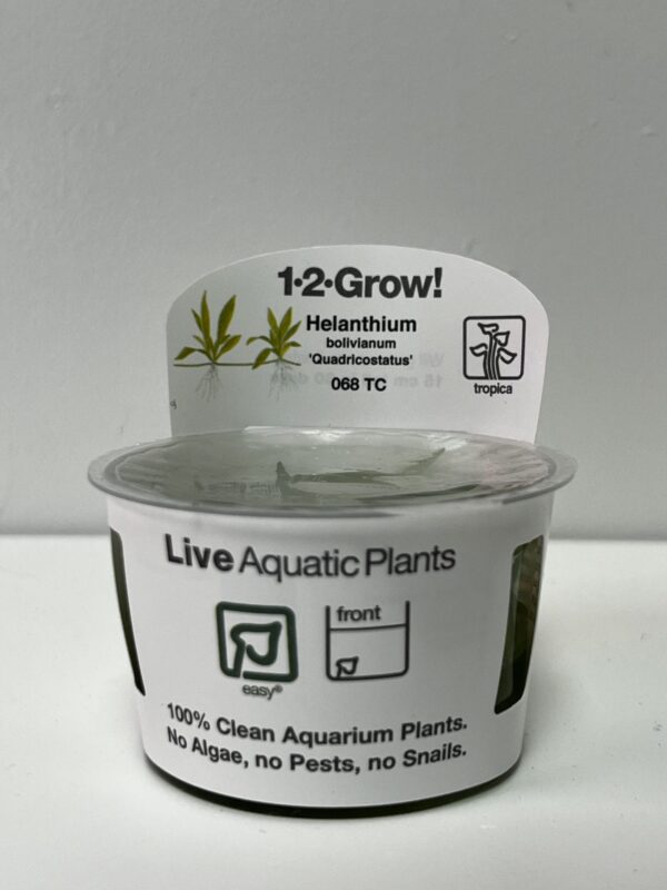 Tissue Culture: Helanthium bolivianum 'Quadricostatus' - Image 1