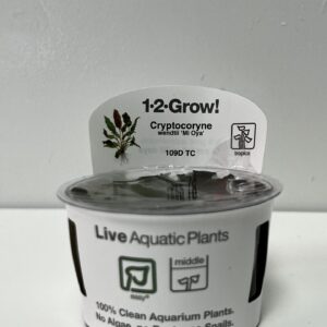 Tissue Culture: Cryptocoryne wendtii 'Mi Oya'