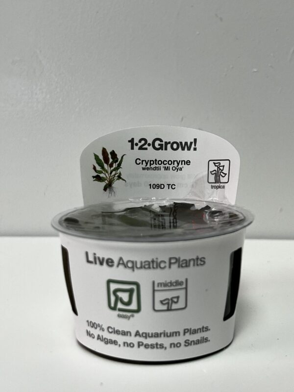 Tissue Culture: Cryptocoryne wendtii 'Mi Oya' - Image 1