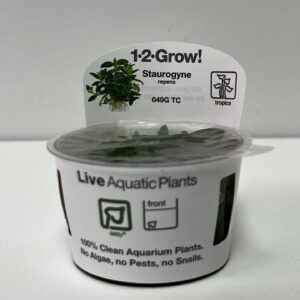 Tissue Culture: Staurogyne repens