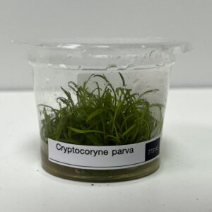 Tissue Culture: Cryptocoryne parva