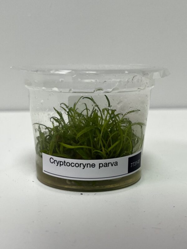 Tissue Culture: Cryptocoryne parva - Image 1